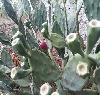 میوه کاکتوس Prickly pear