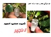 شیره سفید درخت انجیر