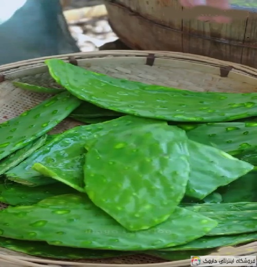 خواص برگ کاکتوس Cactus leaf
