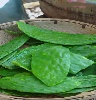 خواص برگ کاکتوس Cactus leaf