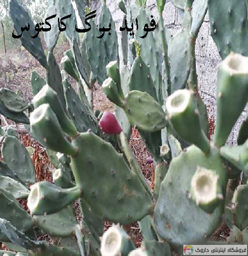 خواص برگ کاکتوس Cactus leaf