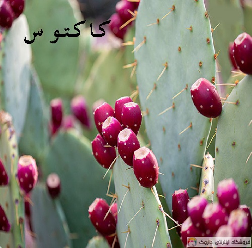خواص برگ کاکتوس Cactus leaf