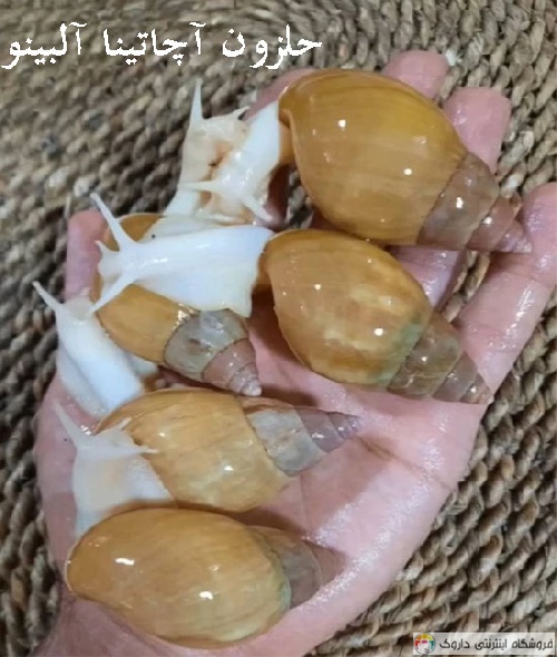 حلزون آچاتینا آلبینو Achatina Albino