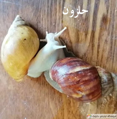 حلزون آچاتینا آلبینو Achatina Albino