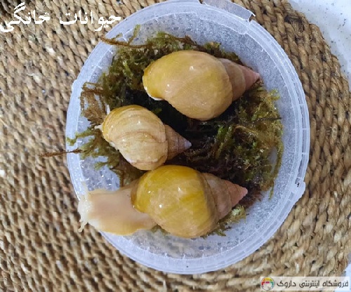 حلزون آچاتینا آلبینو Achatina Albino