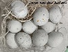 تخم کبوتر درمان تکلم کودکان