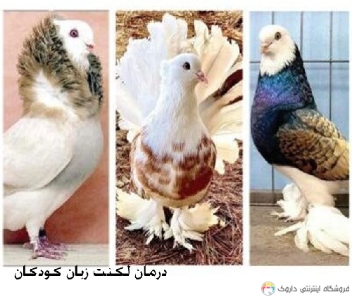 تخم کبوتر درمان تکلم کودکان تخم کبوتر درمان تکلم کودکان