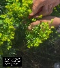 شیره گیاه فرفیون